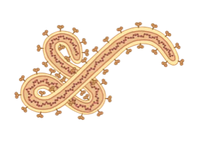 DEVISe logo of a filovirus virion